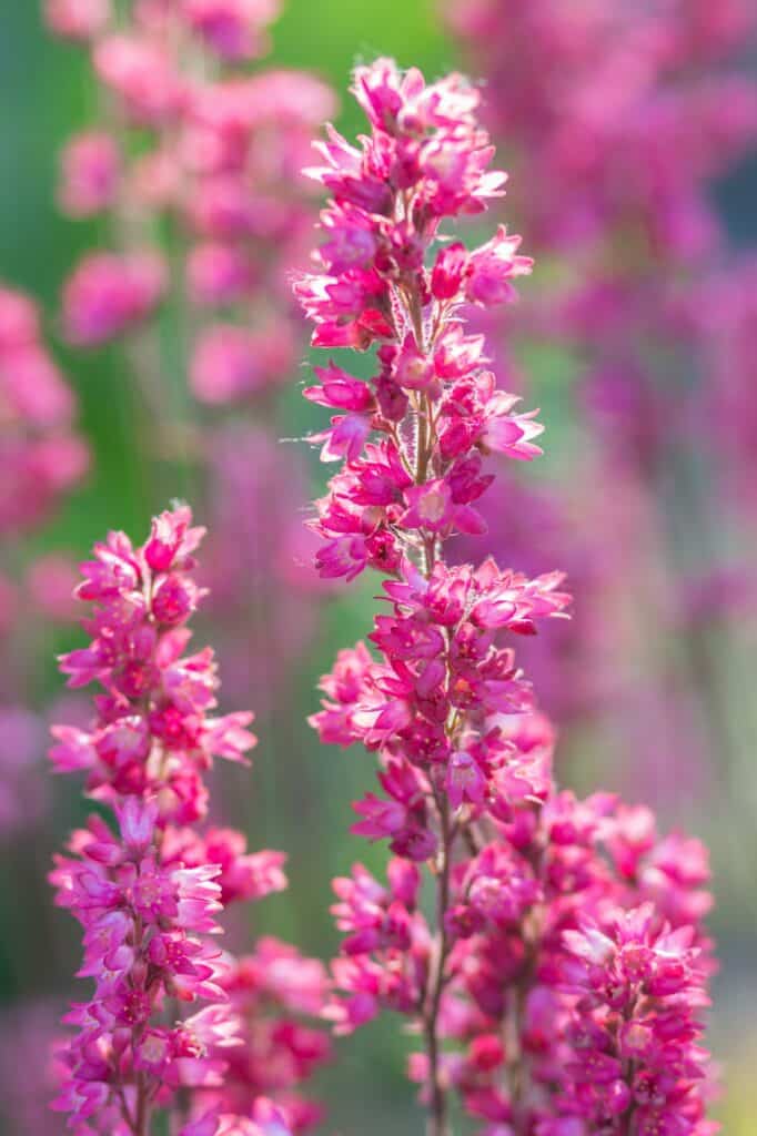 Purpurglöckchen Heuchera