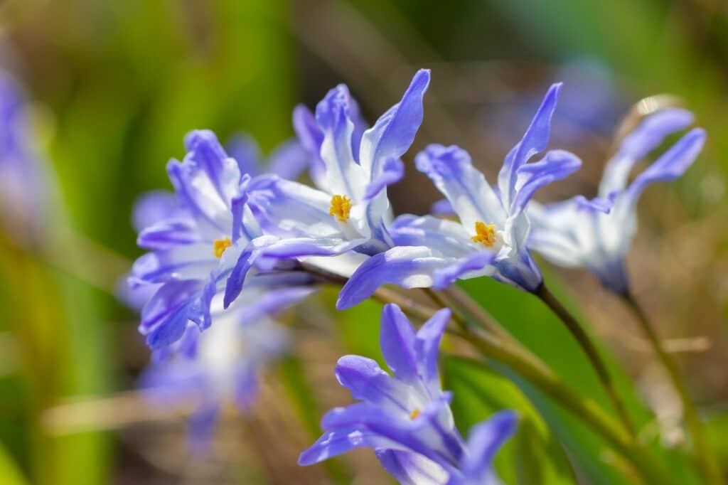 Frühjahrsstauden - Blaustern