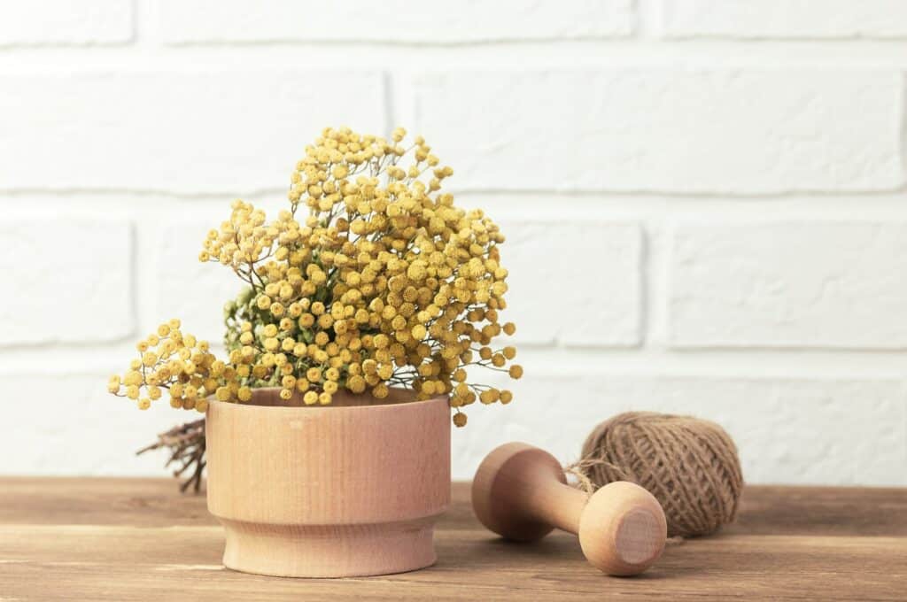 Rainfarn getrocknet - Tanacetum vulgare