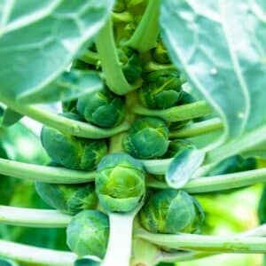 Rosenkohl am Stängel mit dicht sitzenden grünen Röschen zwischen den Blattstielen