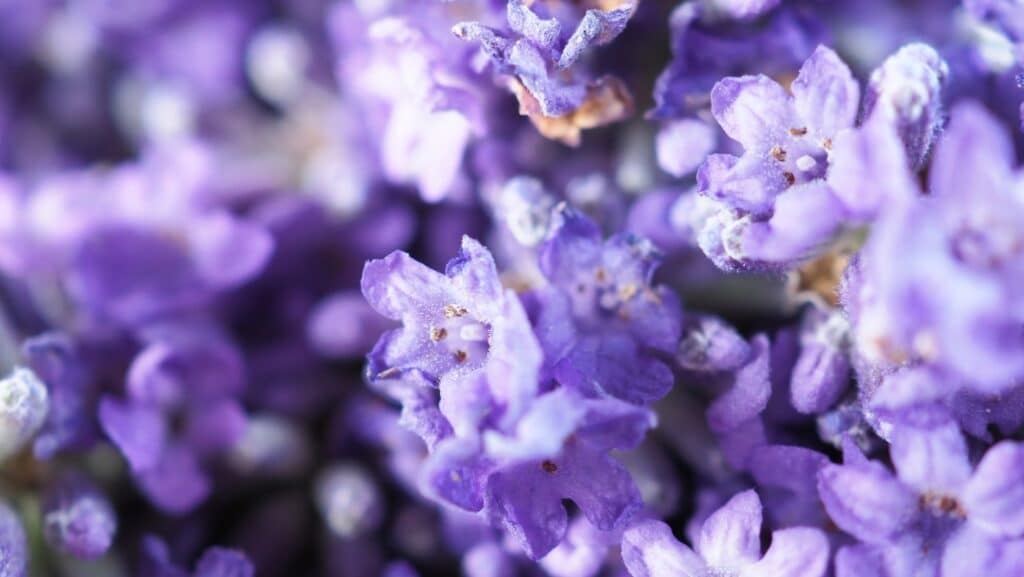 Stauden - Lavendel