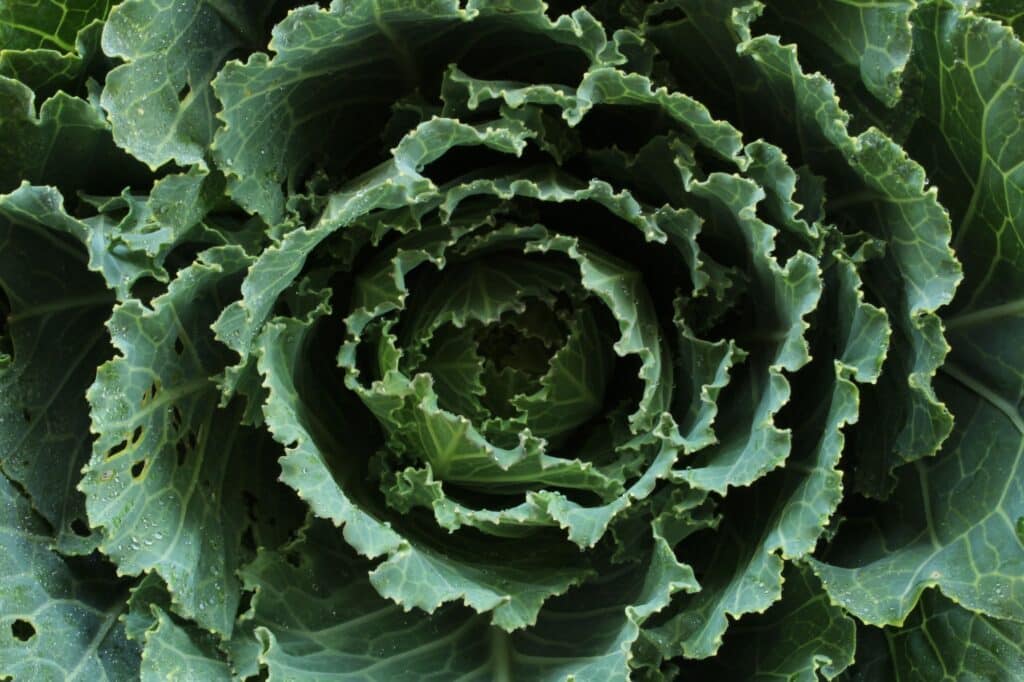 Kreuzblütler - Kohl