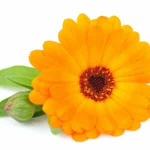 Ringelblume