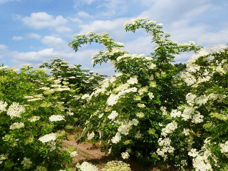 Schwarzer Holunder, Sambucus nigra Haschberg