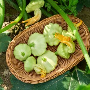 Frisch geerntete Patisson-Kürbisse im Weidenkorb im Garten