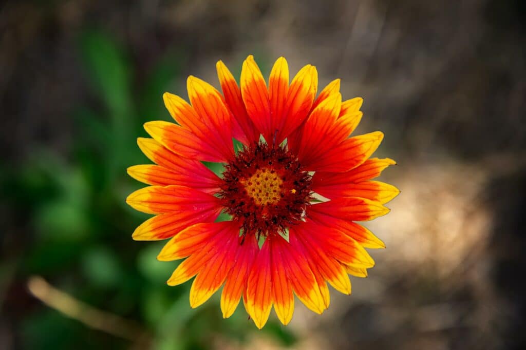 Kokardenblume - Gaillardia