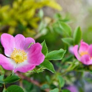 Hellrosa Blüten der Hundsrose mit gelben Staubblättern und gesägten Blättern, im Hintergrund ein gelb blühender Strauch