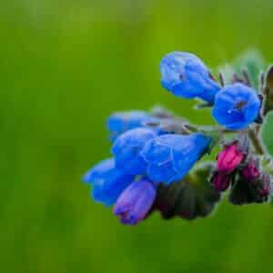 Lungenkraut Pulmonaria officinalis