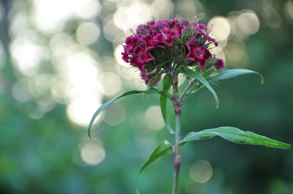 Bartnelke Dianthus barbatus