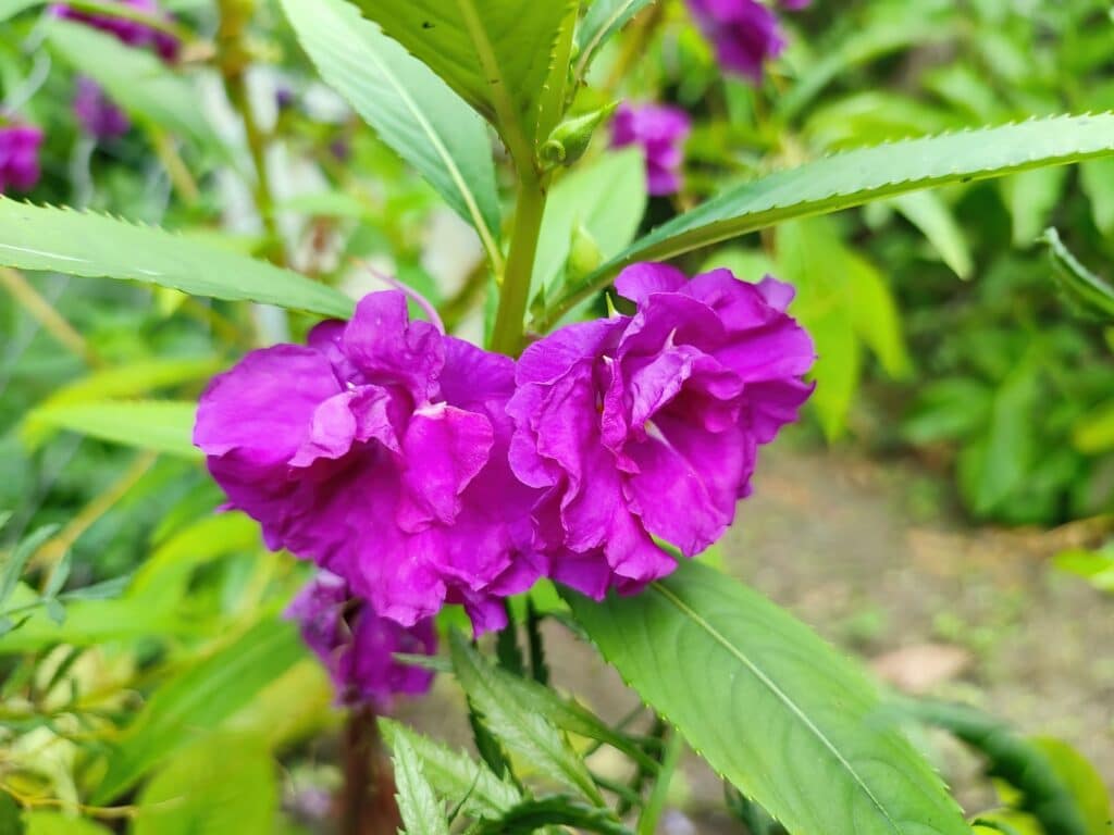 Nahaufnahme einer lila Impatiens balsamina Blüte