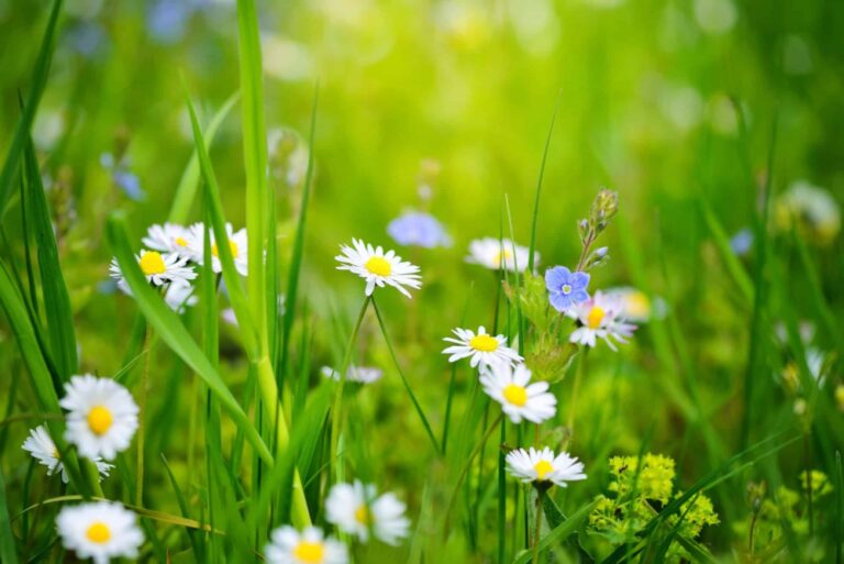 Gewöhnliche Gänseblümchen blühen im Gras – weiße Zungenblüten mit gelber Mitte