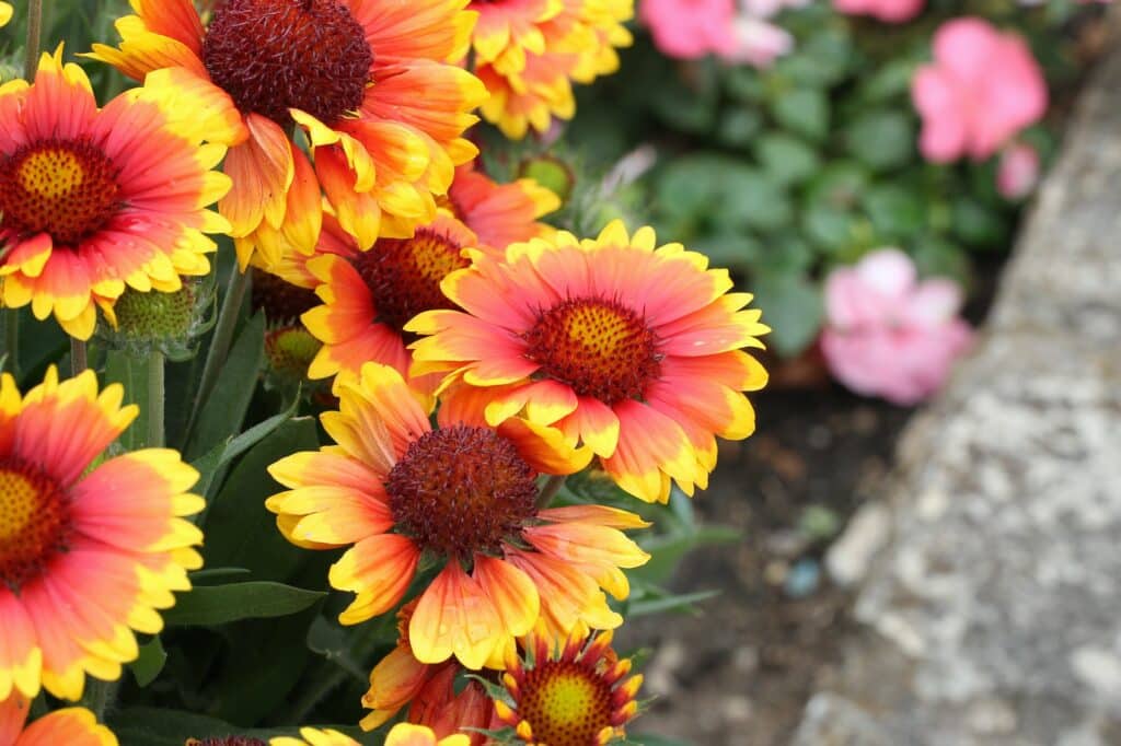 Kokardenblume Gaillardia pulchella