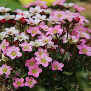 Steinbrech Saxifraga