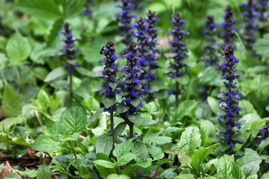 Kriechender Günsel Ajuga reptans