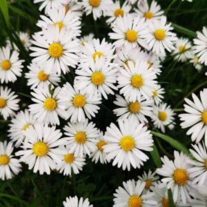 Dichter Teppich weißer Gänseblümchen mit gelber Mitte im Gras, von oben fotografiert