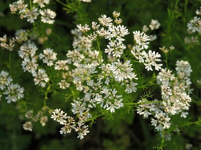 Koriander (Coriandrum sativum)​