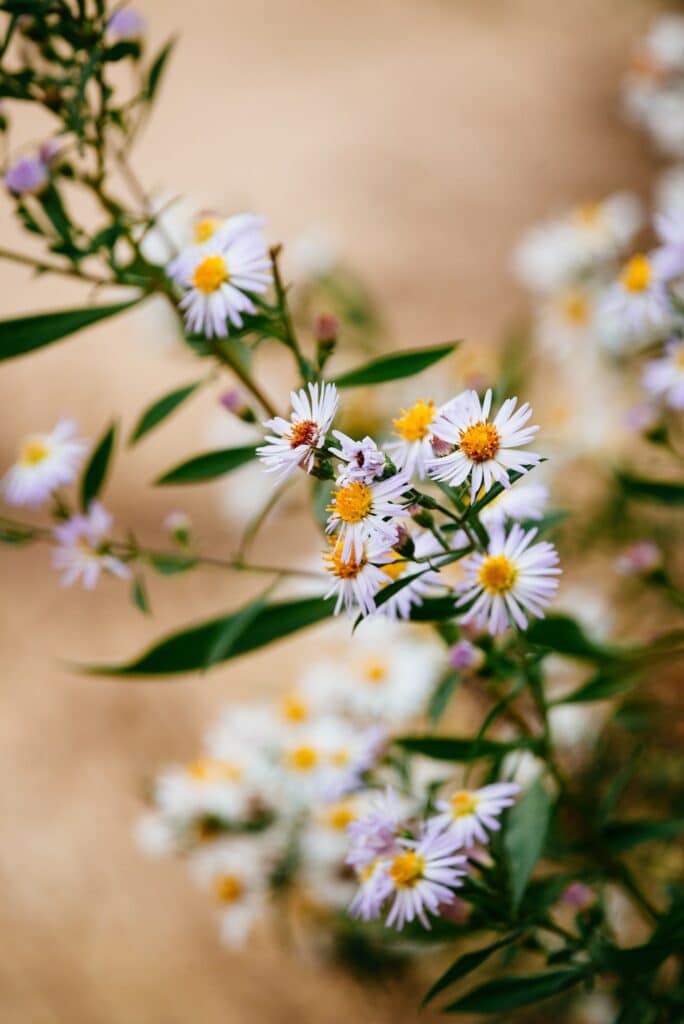 Daisy flower