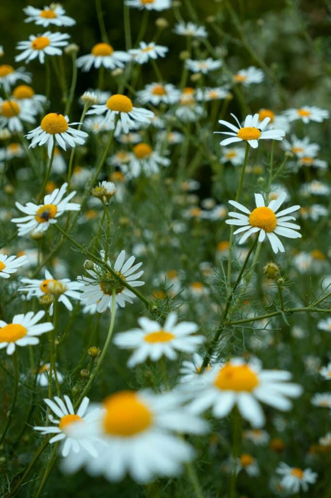 Bellis-Gänseblümchen