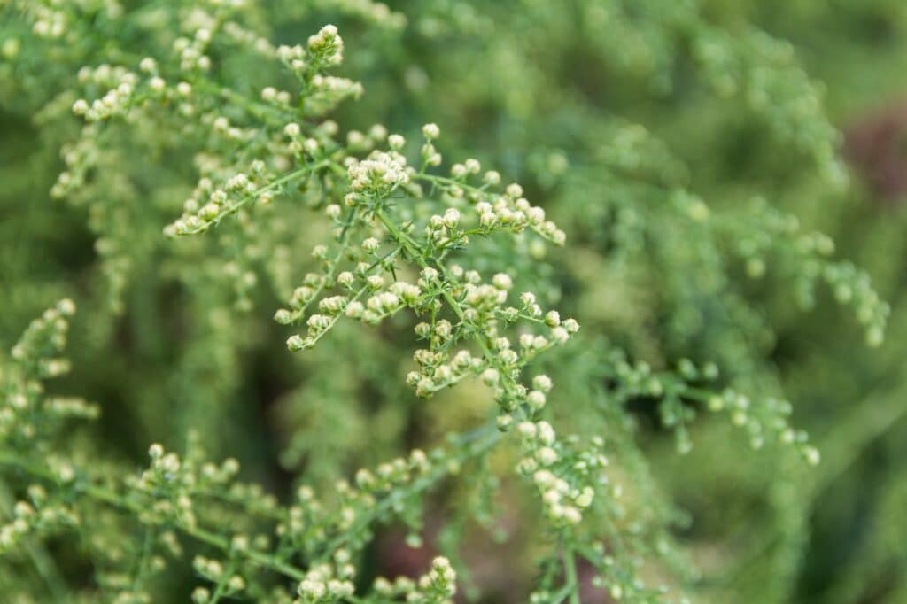 Einjähriger Beifuß Artemisia annua