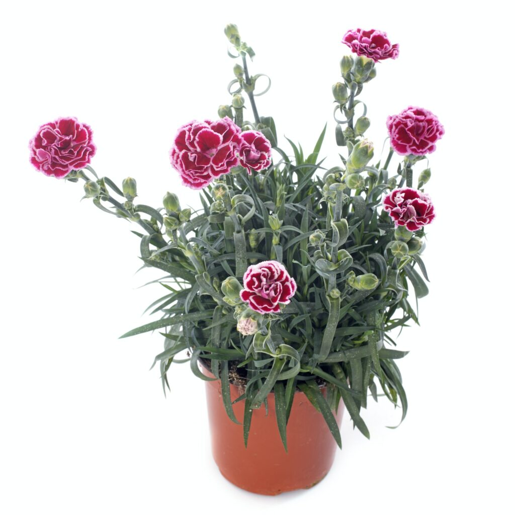 Gartennelke Dianthus caryophyllus