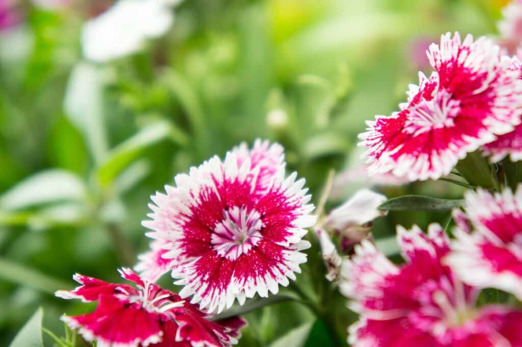 Nelke in Blüte