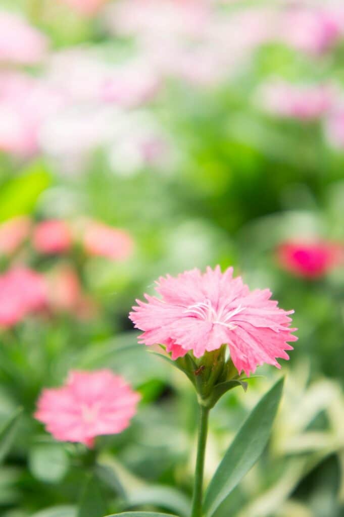 Dianthus Blume , Blüte im Garten , schöne bunte Blumen