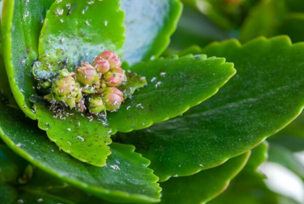 Knospen einer Sukkulente mit weißem Wachsbelag und dunklen Pünktchen von saugenden Schädlingen