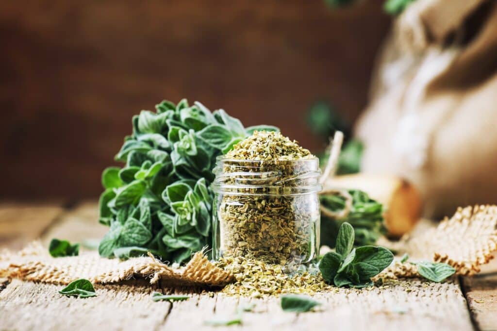 Oregano - frisch und getrocknet