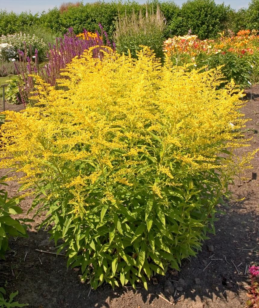 Goldruten-Hybride 'Goldenmosa' blüht ab August in sattem Gelb