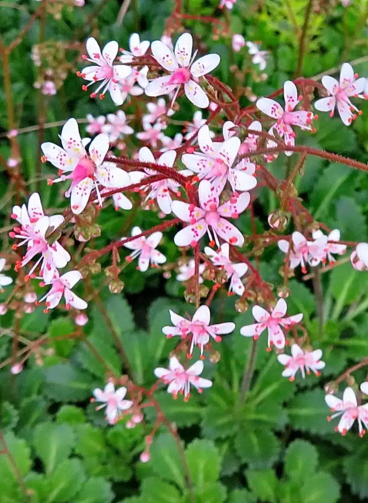 Porzellanblümchen, Saxifraga umbrosa​