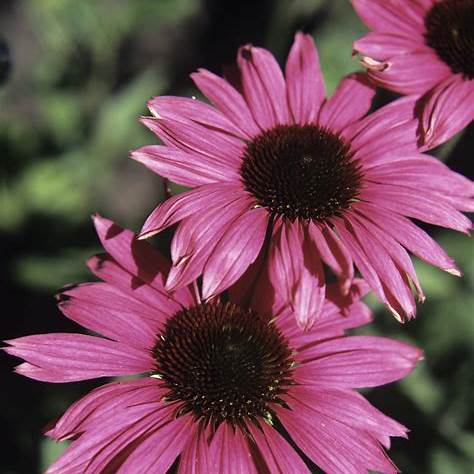 Echinacea (Roter Sonnenhut – Echinacea purpurea)
