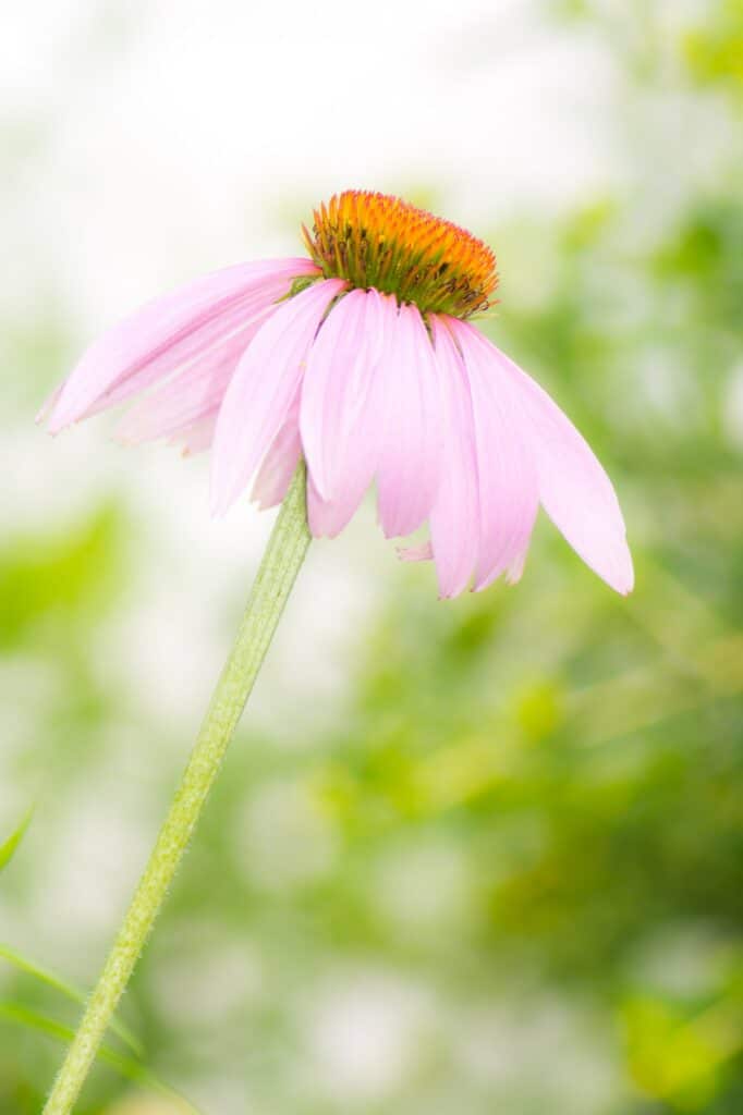 Stauden - Echinacea