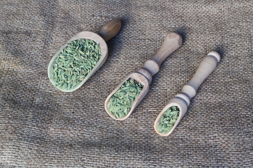 Gemeiner Fenchel