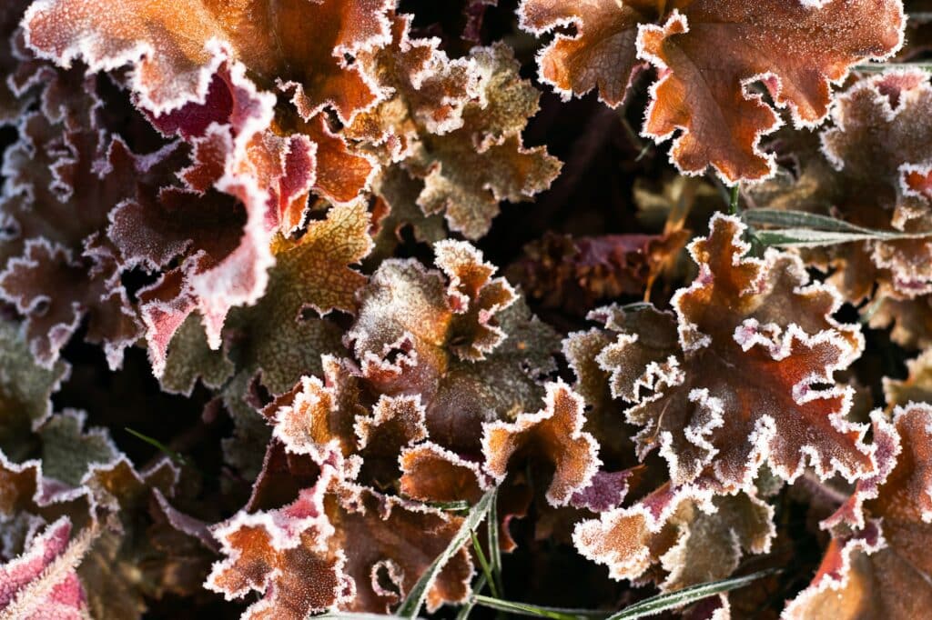 Heuchera im Winter