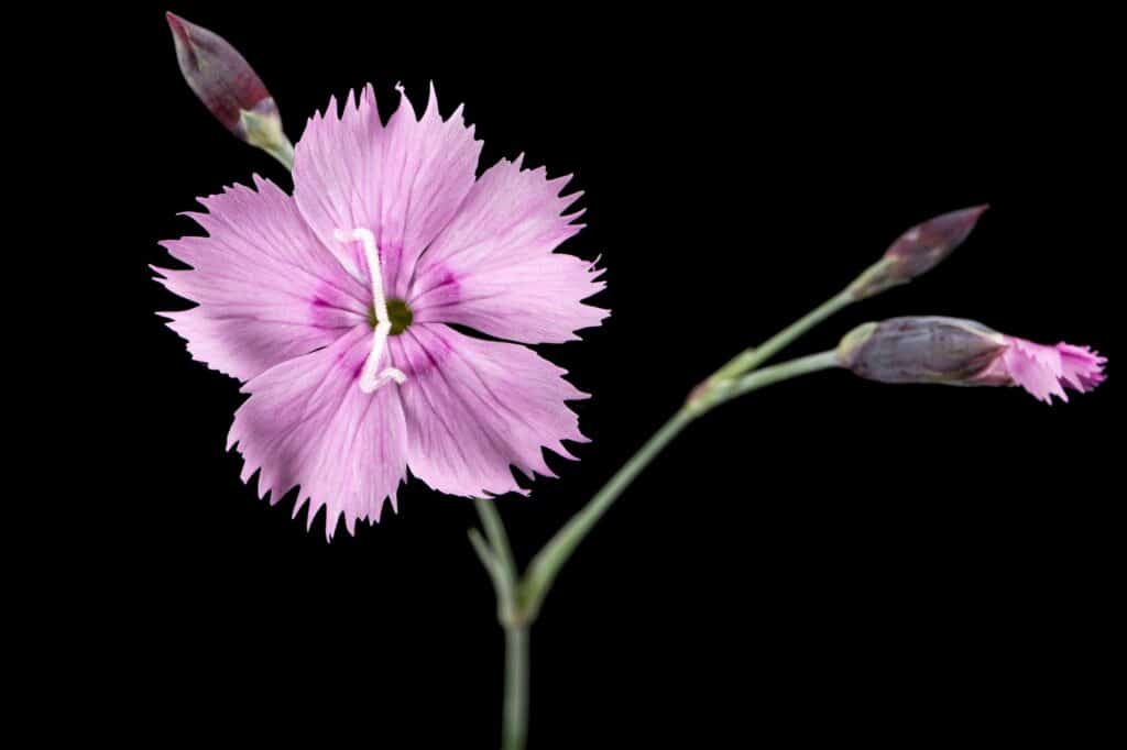 Heidenelke Dianthus deltoides