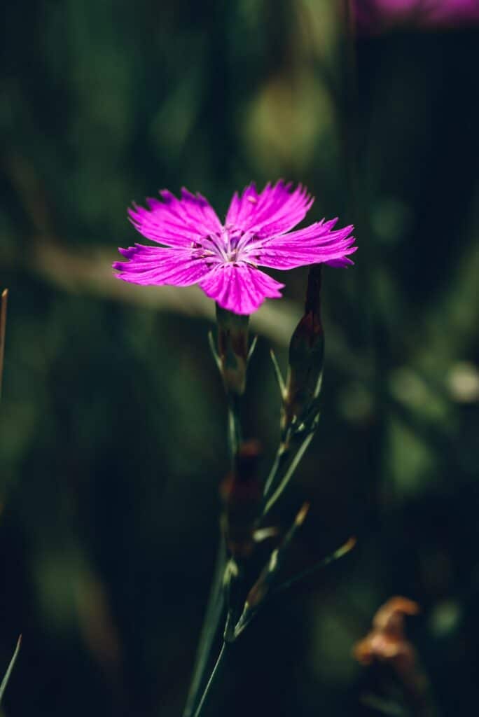 Blüte der rosa Nelke