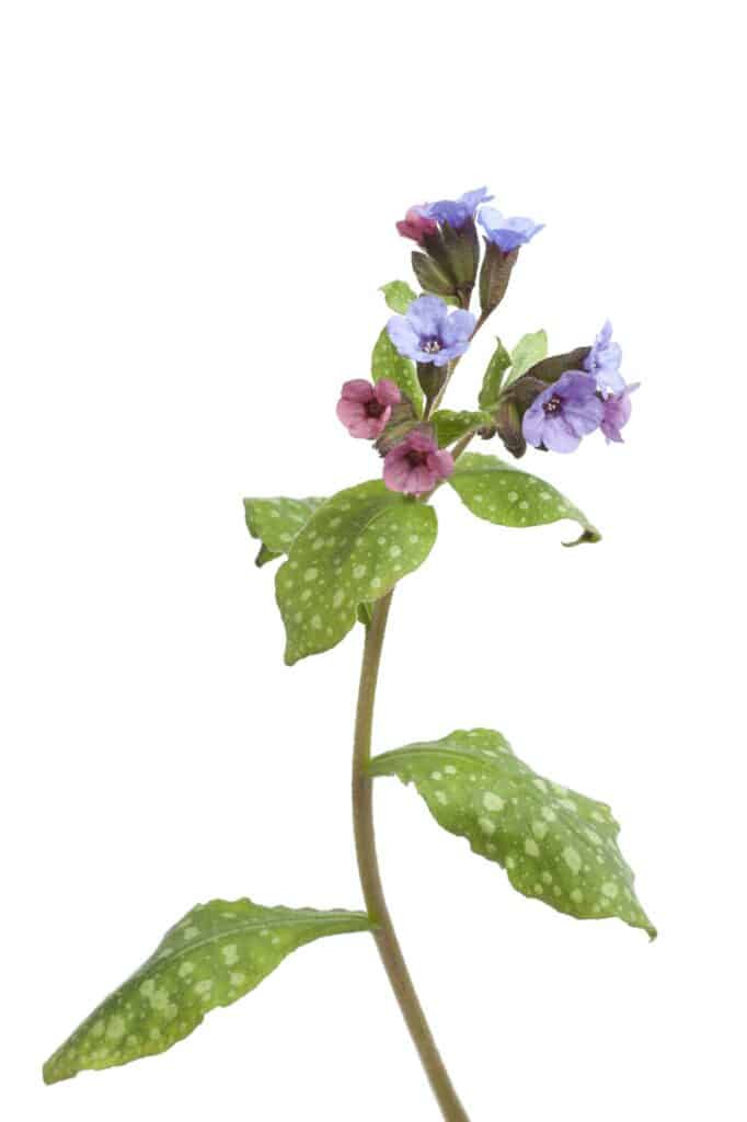 Echtes Lungenkraut Pulmonaria