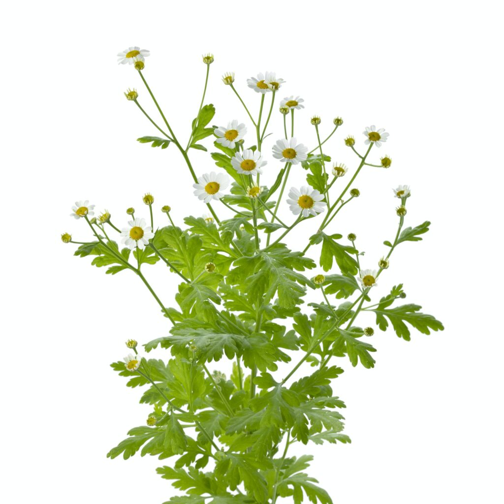 Mutterkraut