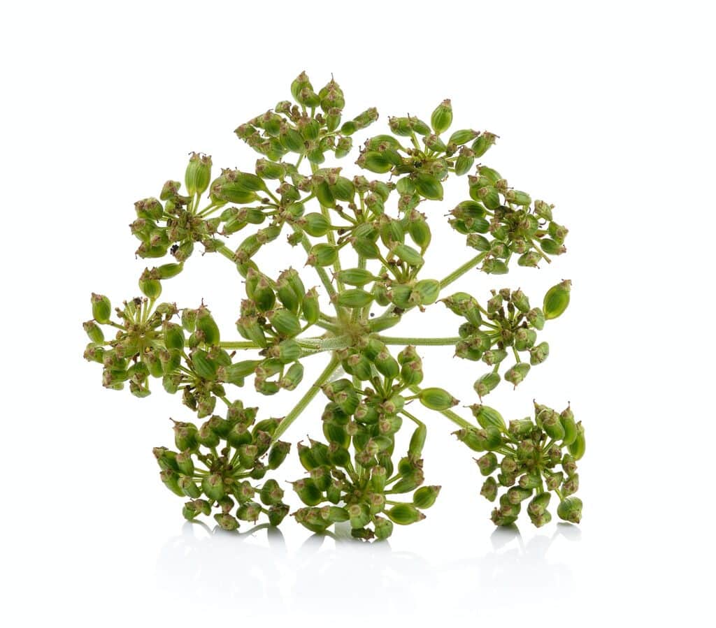 Dill - Samen