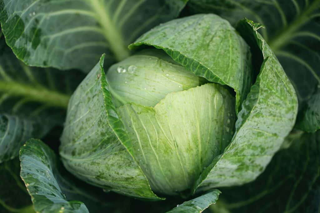 Kohl – eine beliebte Nahrungsquelle des Kohlweißlings