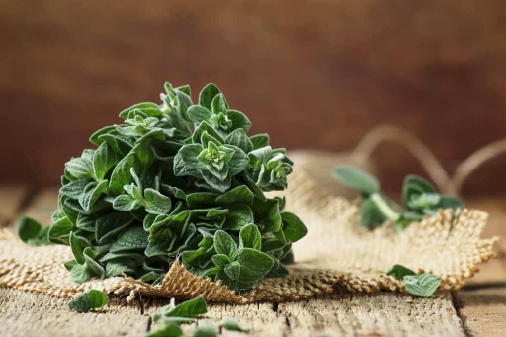 Oregano