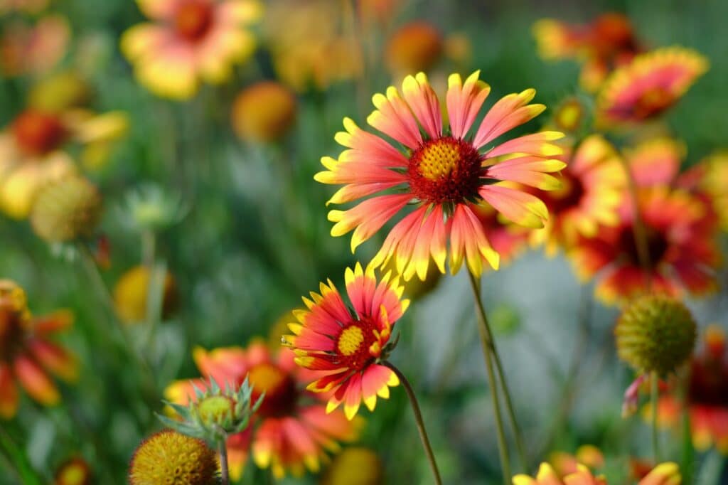 Kokarde Blüten Gaillardia