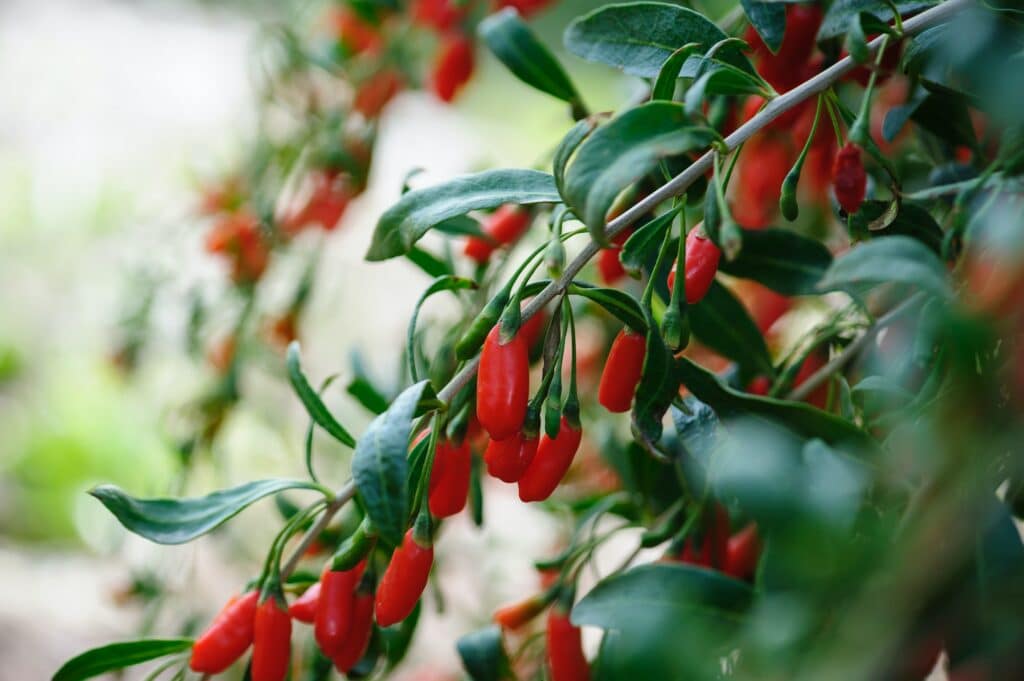 Goji-Beeren Früchte
