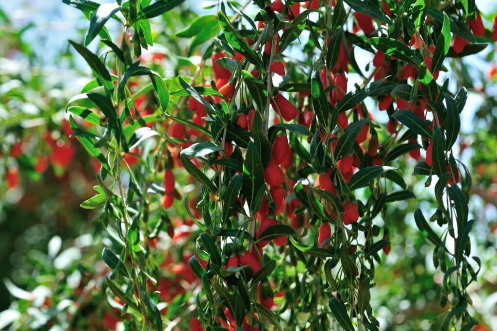goji berryGoji-Beeren Früchte und Pflanzen im sonnigen Feld