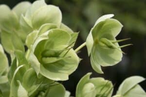 Stinkende Nieswurz (Helleborus foetidus)