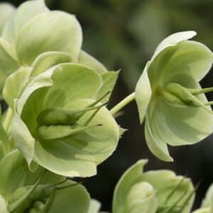 Stinkende Nieswurz (Helleborus foetidus)