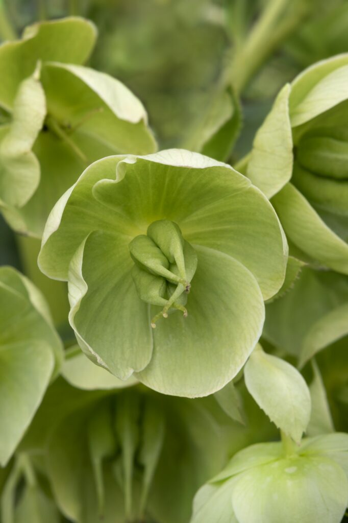 Stinkende Nieswurz Helleborus Foetidus
