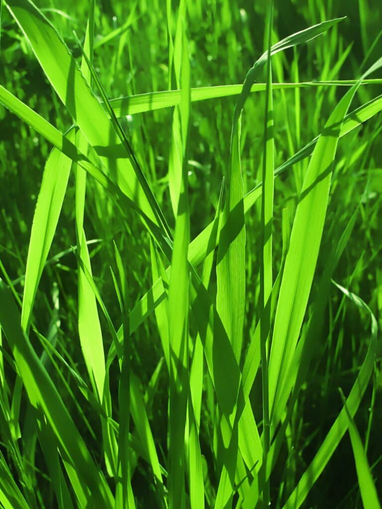grünes Gras