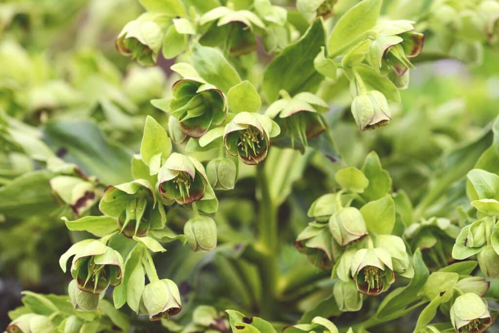 Korsische Nieswurz Helleborus argutifolius