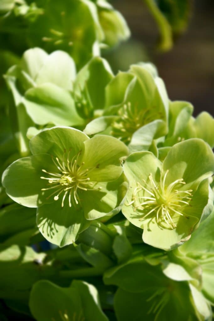 Christrose hellgrün Helleborus
